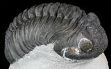 Bumpy Drotops Trilobite - Nice Preperation #55972-4